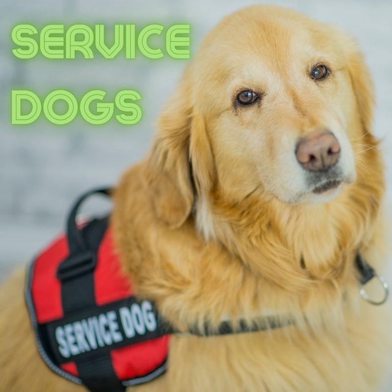 Service dogs