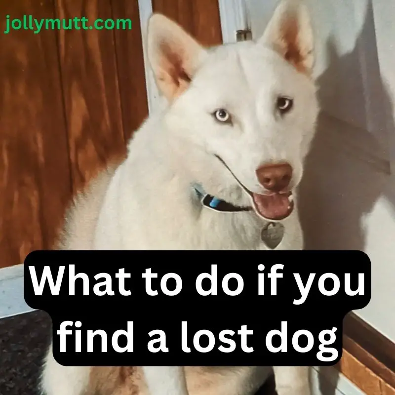 What to do if you find a lost dog_800x