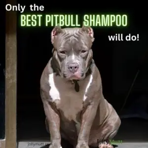 Best shampoo for Pitbulls_FI