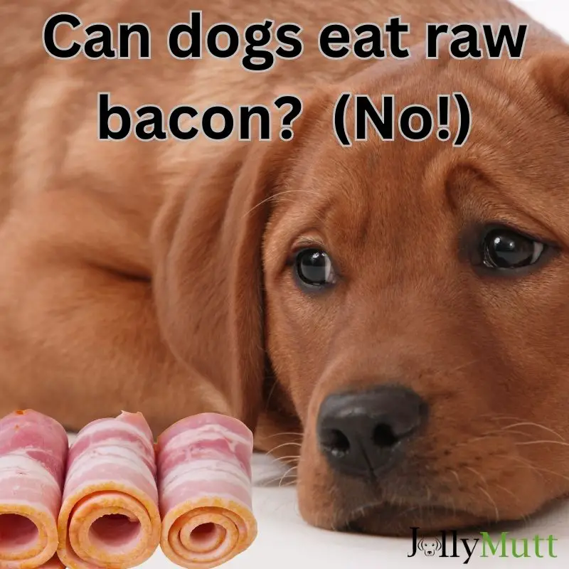 Can dogs eat raw bacon?