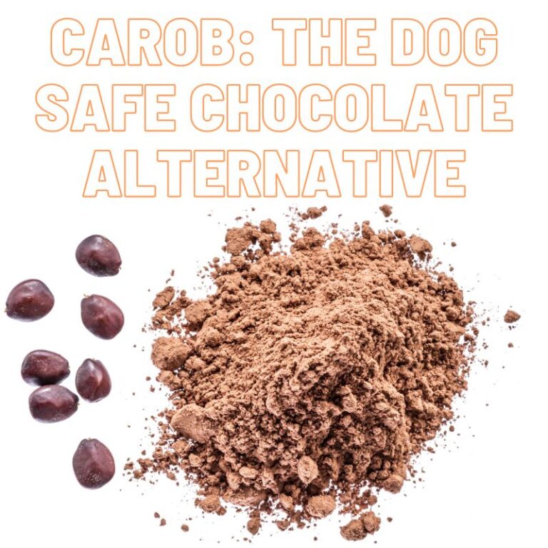 Dogsafe chocolate From Chocolatenono to Carobgogo (2023) JollyMutt