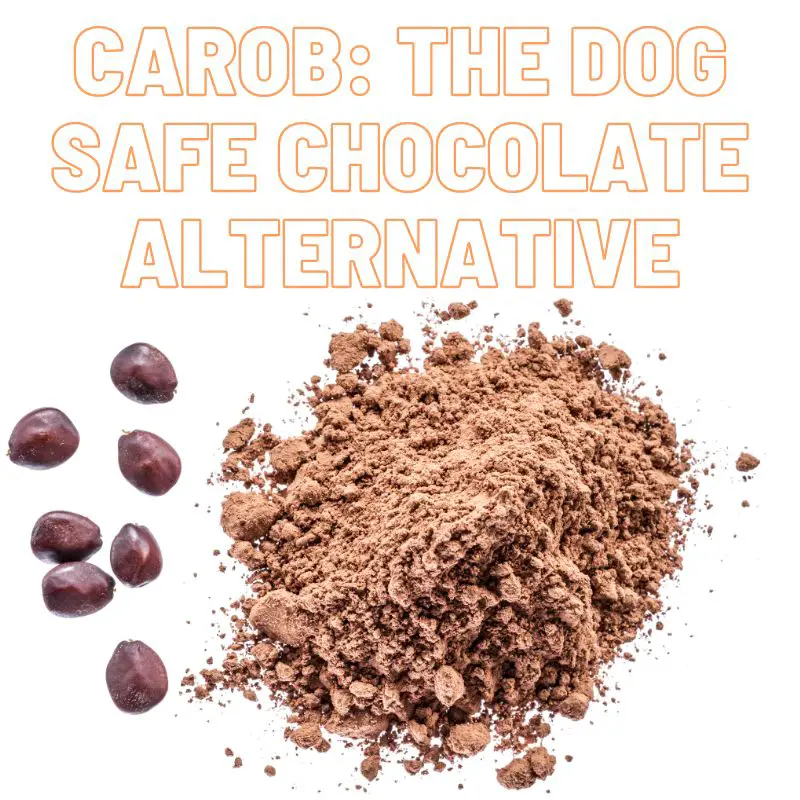 Dog safe chocolate alternative - Carob
