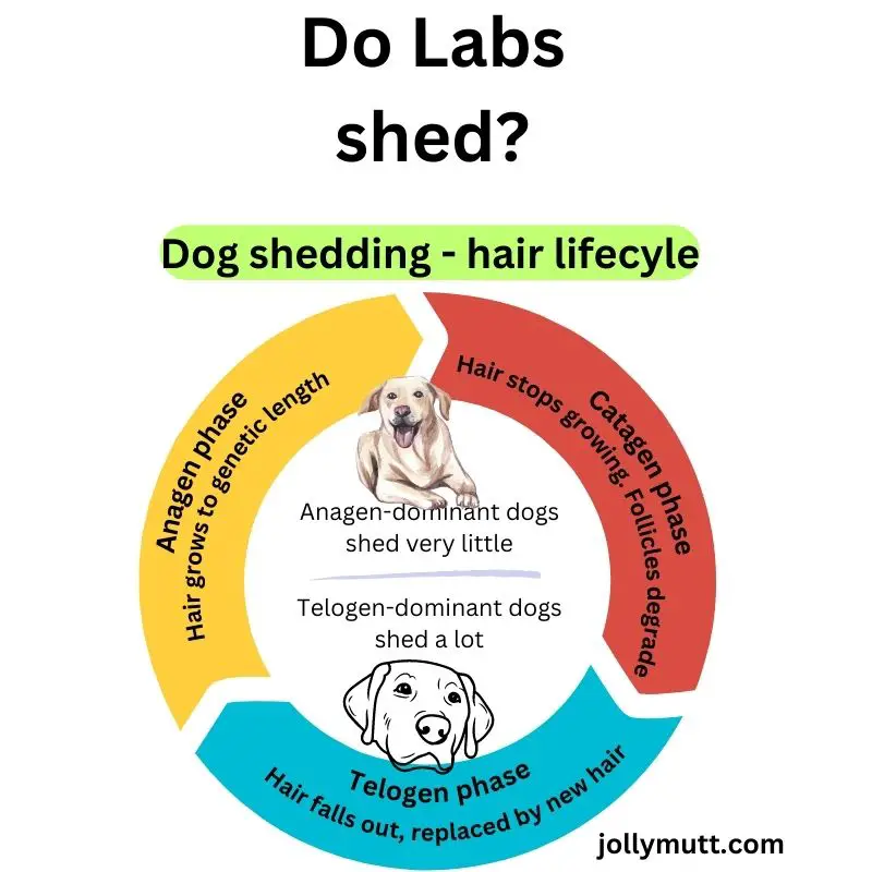 Do Labs shed?