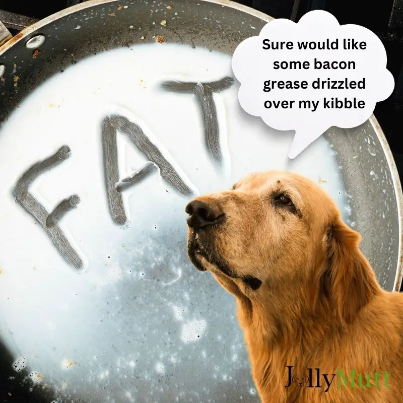 Dogs should not eat bacon grease