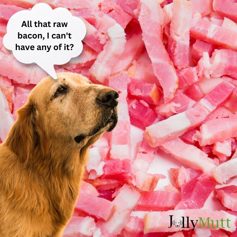 Dogs should not eat raw bacon