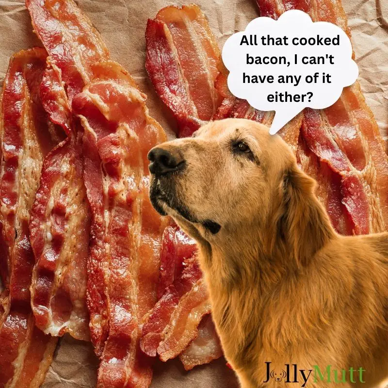 Dogs should not eat cooked bacon