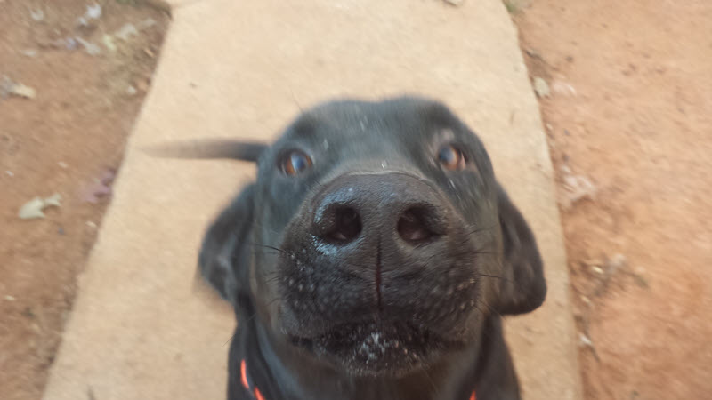 Hercules, the giant Labrador, sheds a lot!