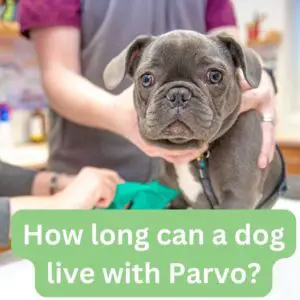 How long can a dog with Parvo live_FI