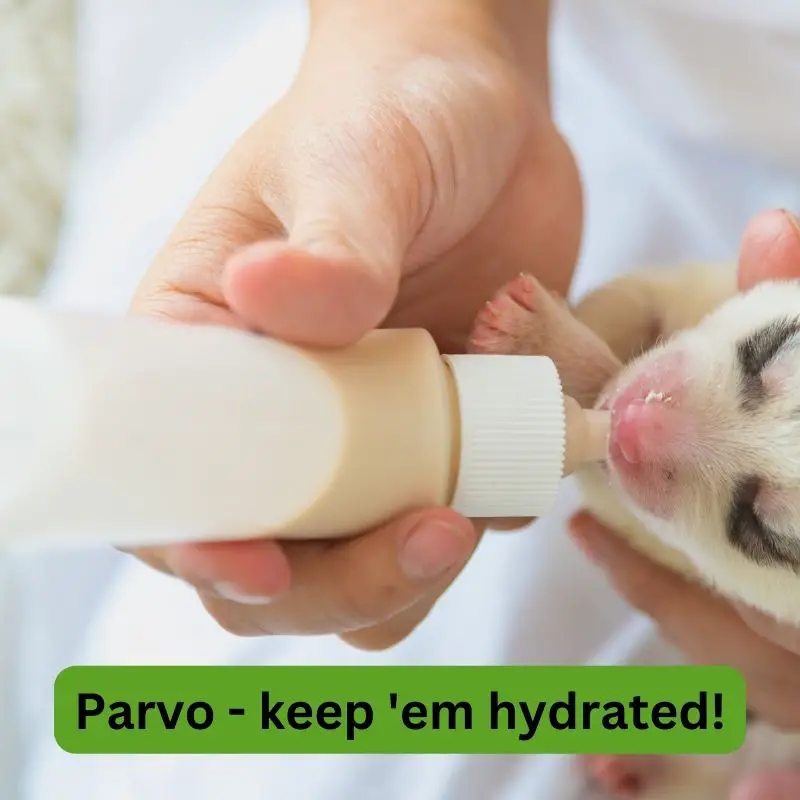 Parvo - keep them hydrated