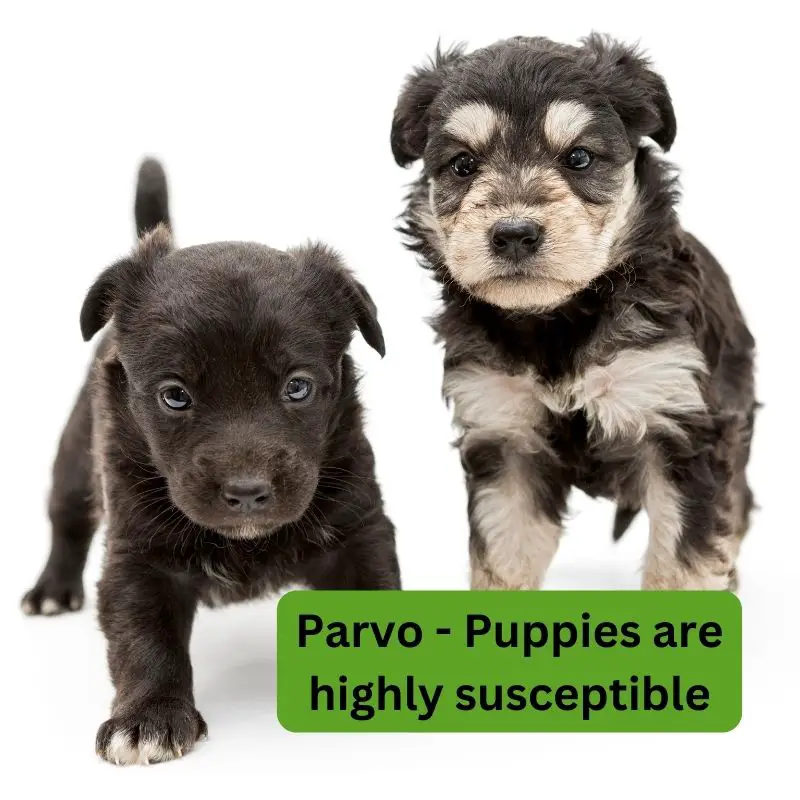 Parvo - puppies are highly susceptible