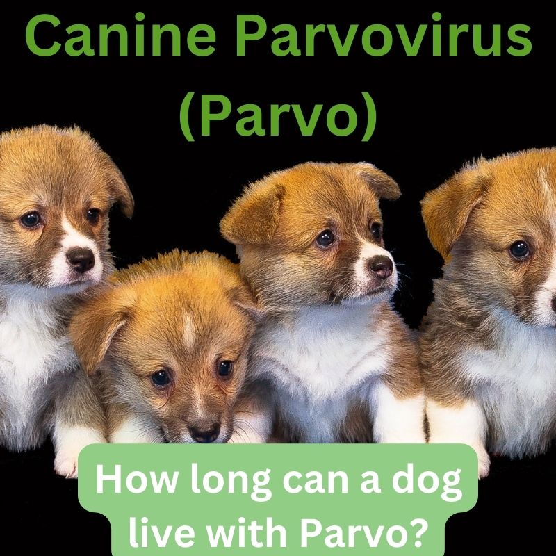 how long do dogs survive with parvo