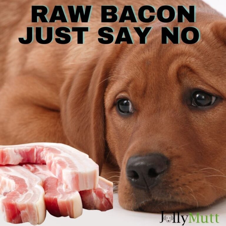 Can Dogs Eat Raw Bacon (2023) JollyMutt