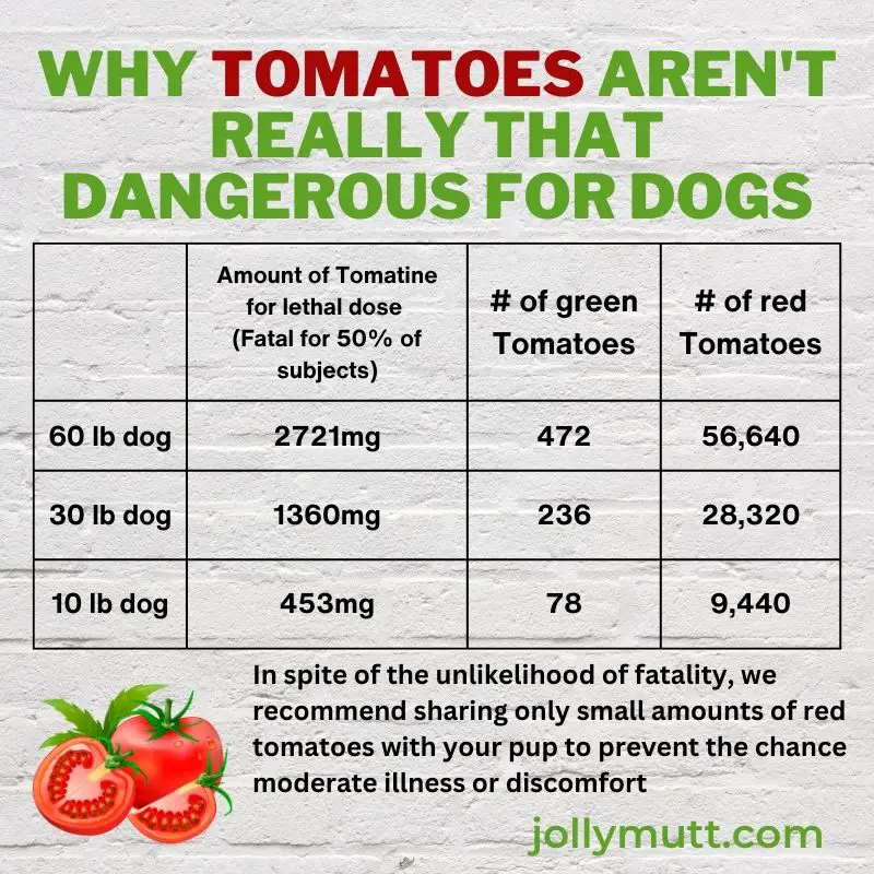Are tomatoes dangerous for dogs?  Turns out, not so much.