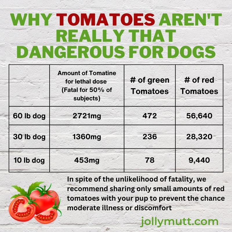 will tomatoes make a dog sick