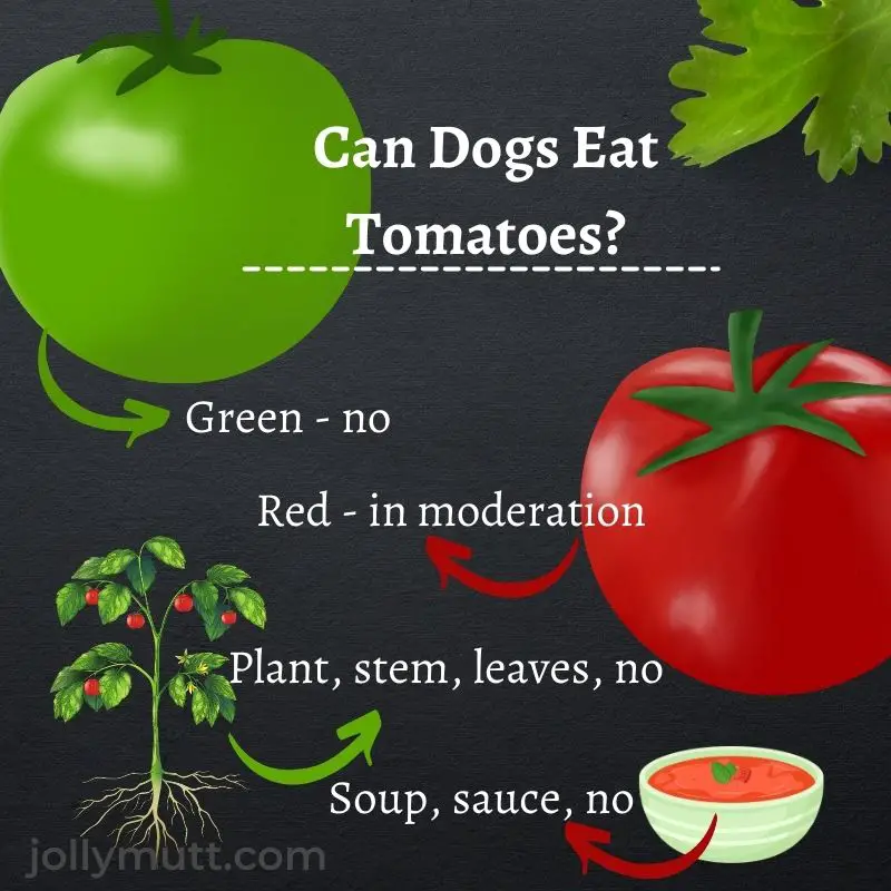 Can dogs eat tomatoes?
