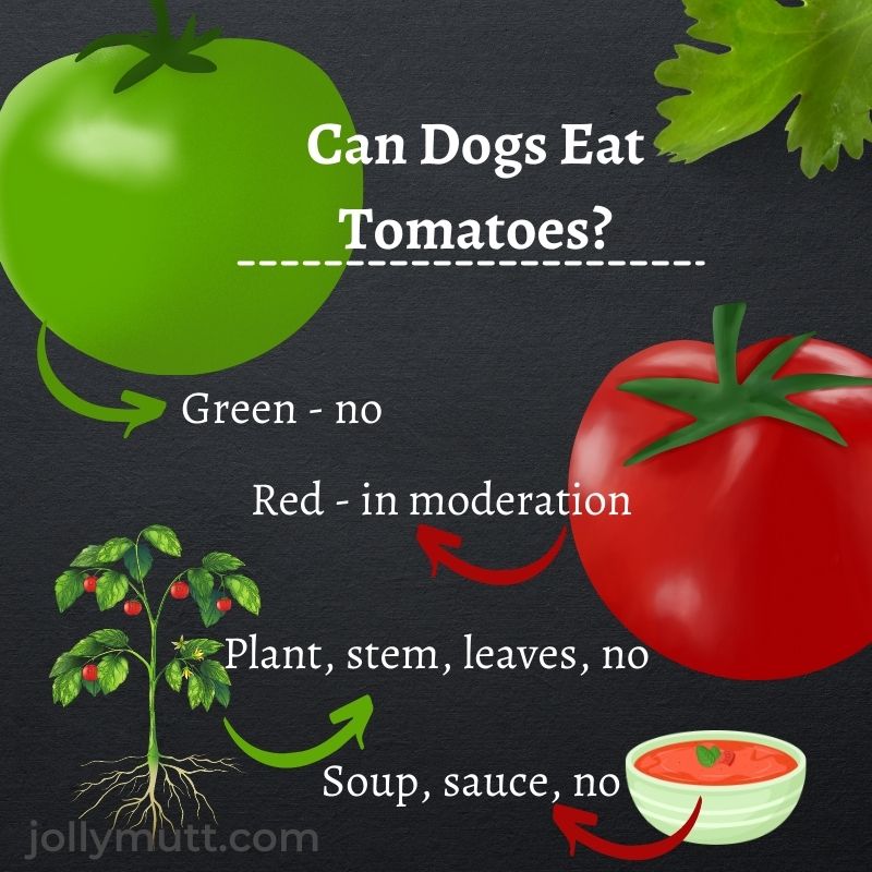 will tomatoes make a dog sick