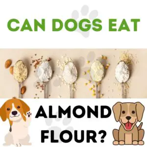 Can Dogs eat almond flour?