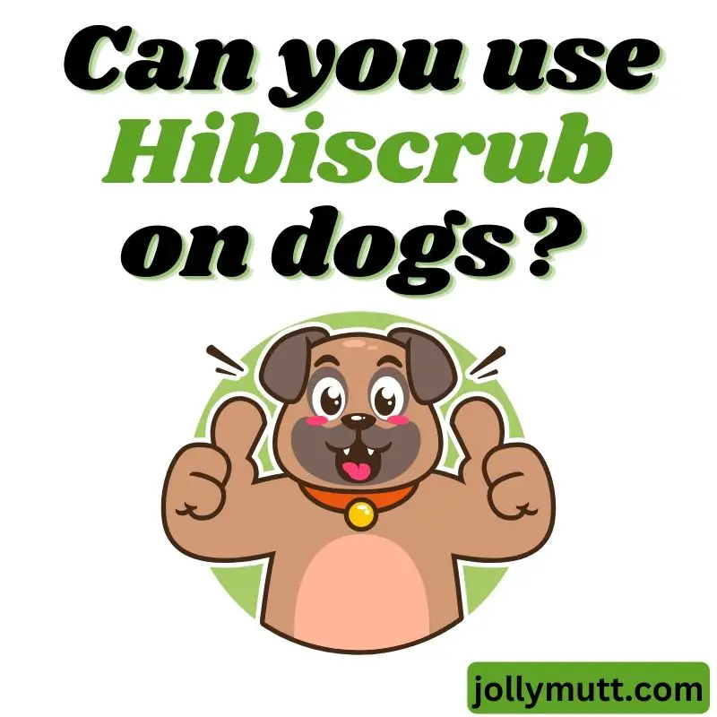 Can you use hibiscrub on dogs_800x
