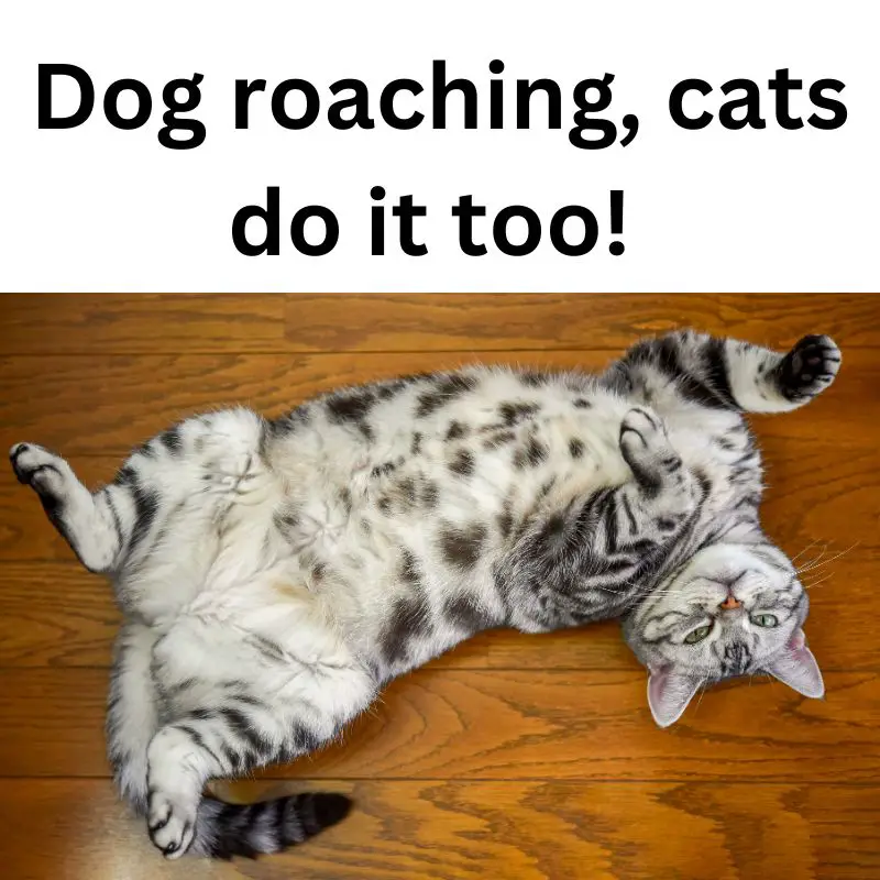 Dog roaching - cats do it too