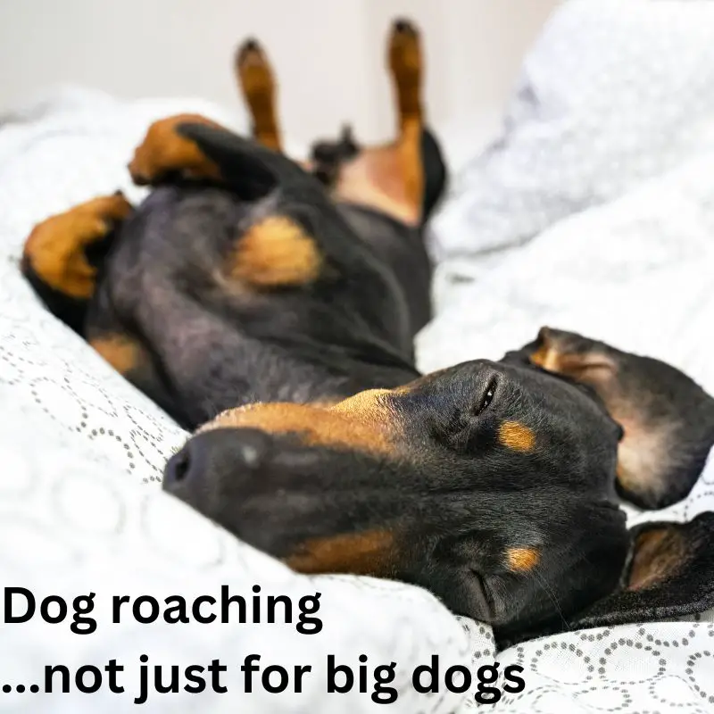 Dog roaching - dachshund