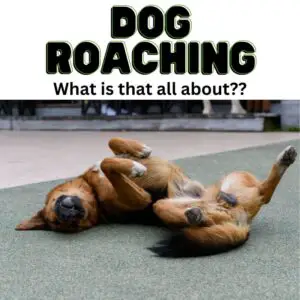 Dog roaching - what is that all about