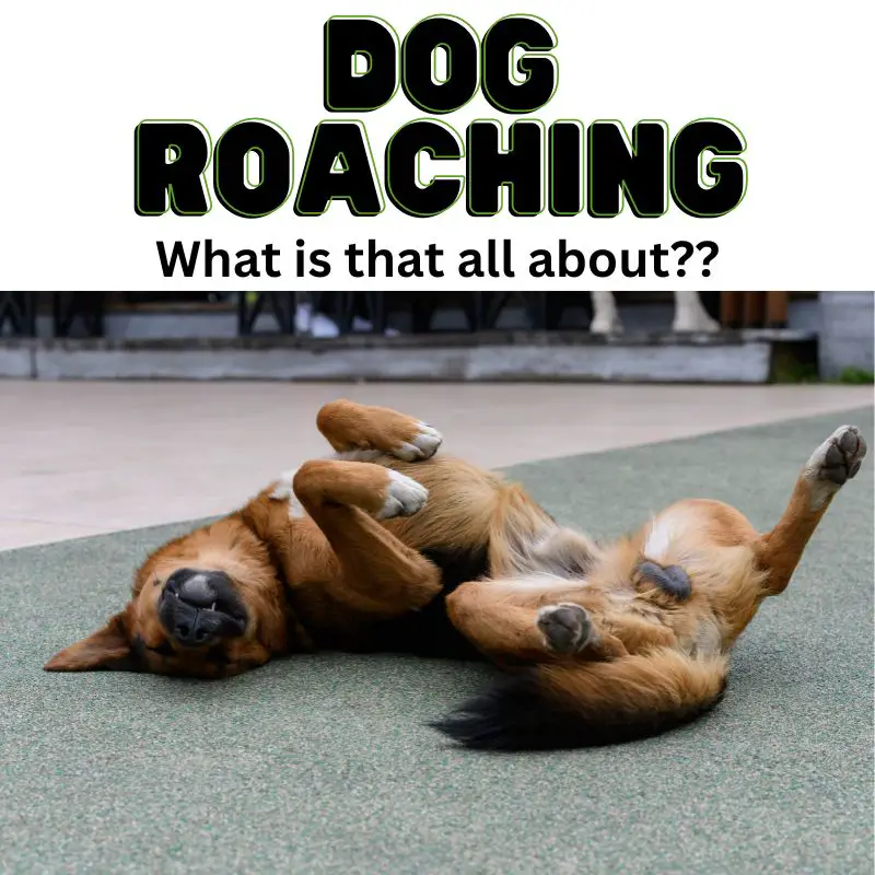 Dog roaching - what is that all about
