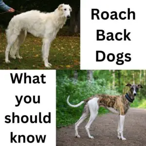 Roach back dogs - feature image