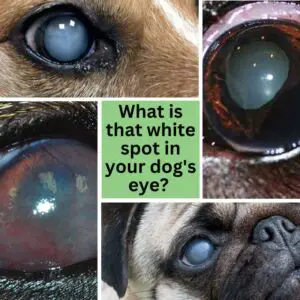 White spot in dogs eye - FI