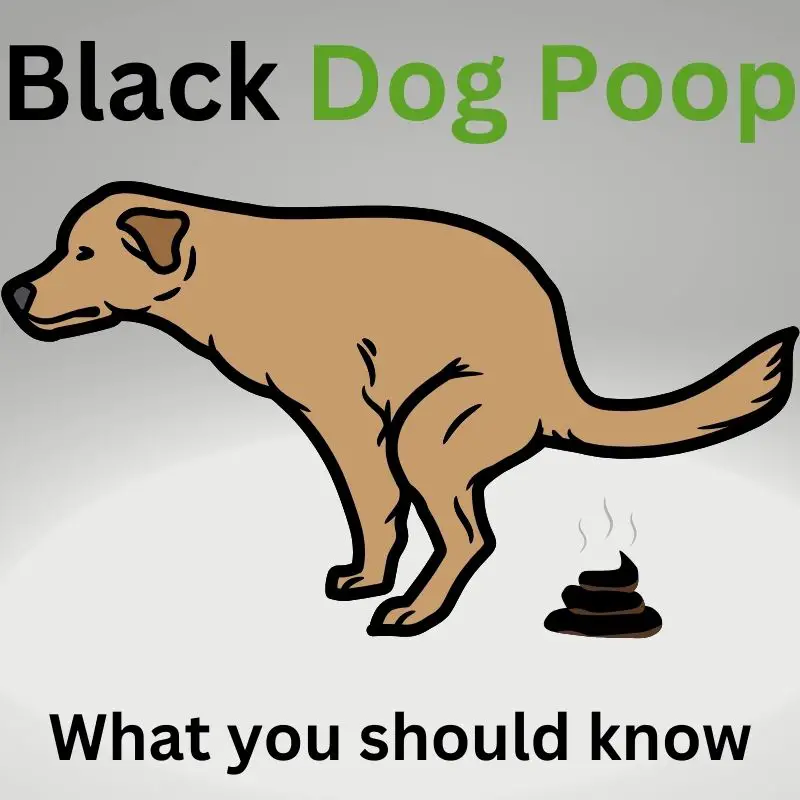 Black dog poop