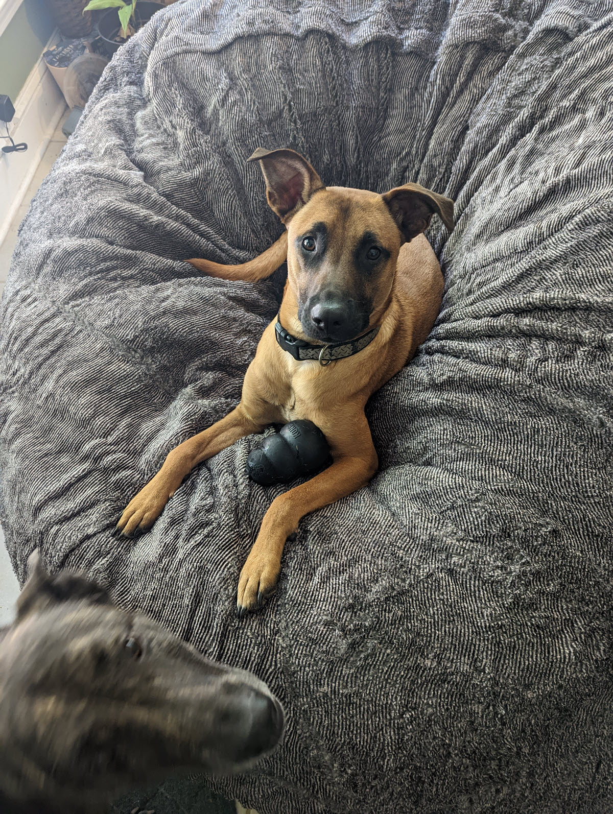 Dexter on the most comfortable dog bed of all - the Love Sac bean bag.