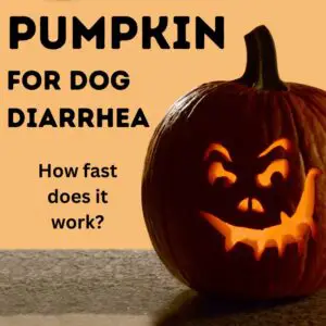 Pumpkin for Dog Diarrhea