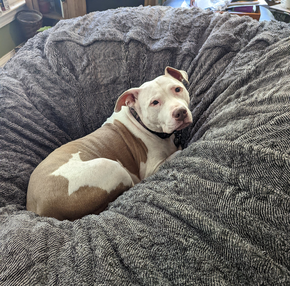 Rusty on the most comfortable dog bed of all - the Love Sac bean bag.