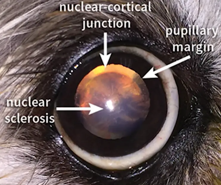 Dog - cloudy eyes or white spot in eyes