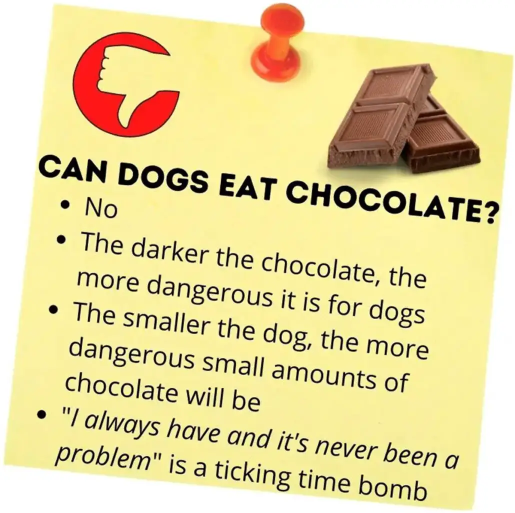Can dogs eat chocolate?  Summary screen