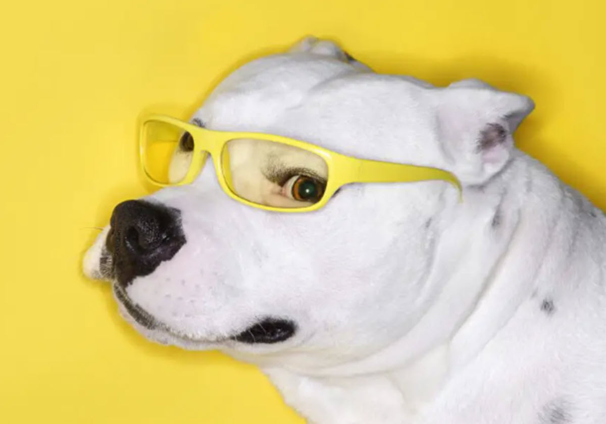 Dog side-eye yellow background_1200x