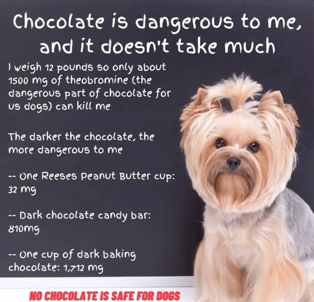 Dogs should not eat chocolate