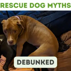 Rescue Dog Myths - debunked