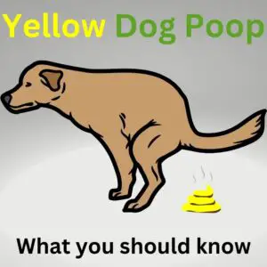 Yellow dog poop