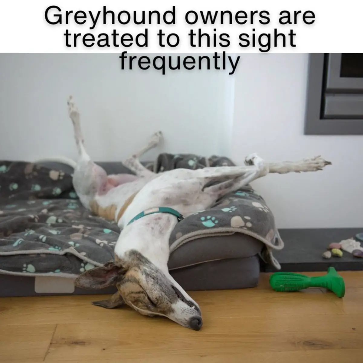 Dog roaching greyhound sleeping
